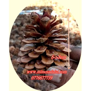 1 Kg quả Thông loại lớn cao 6->8 cm ( 45-50 quả/1kg)