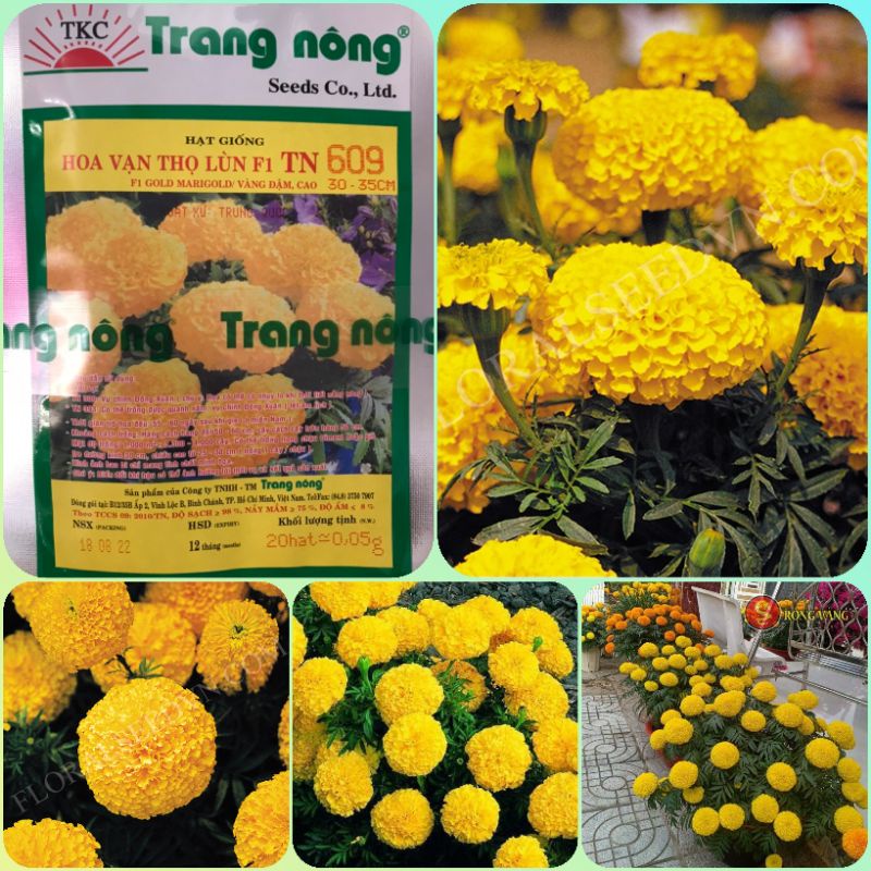Hạt giống hoa vạn thọ vàng lùn Trang Nông 20 hạt