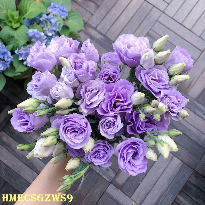 Hạt giống hoa cát tường cánh kép bốn mùa dễ trồng 50h