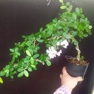 Cây linh sam hồng phấn