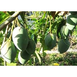 xoài tai tượng, xoài khổng lồ, 1 quả nặng hơn 2kg, cả nhà ăn không hết