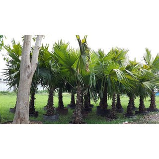 cây Cọ cảnh giống, decor đẹp