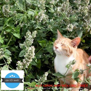 Gói 50 Hạt Giống Cỏ Mèo/ Bạc Hà Mèo Catnip
