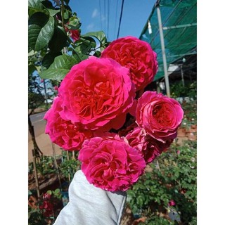 cây hoa Hồng Kate rose