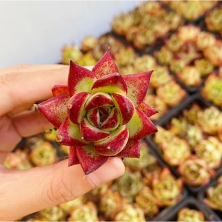 Sen đá đế vương 140.000₫ /1 khay