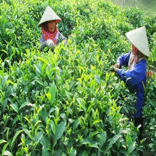 combo 3 bầu cây giống cây trà (chè ) xanh