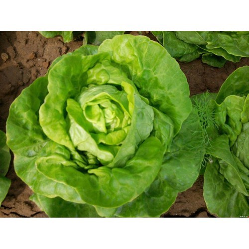 HẠT GIỐNG XÀ LÁCH BÚP - GÓI 2 GRAM