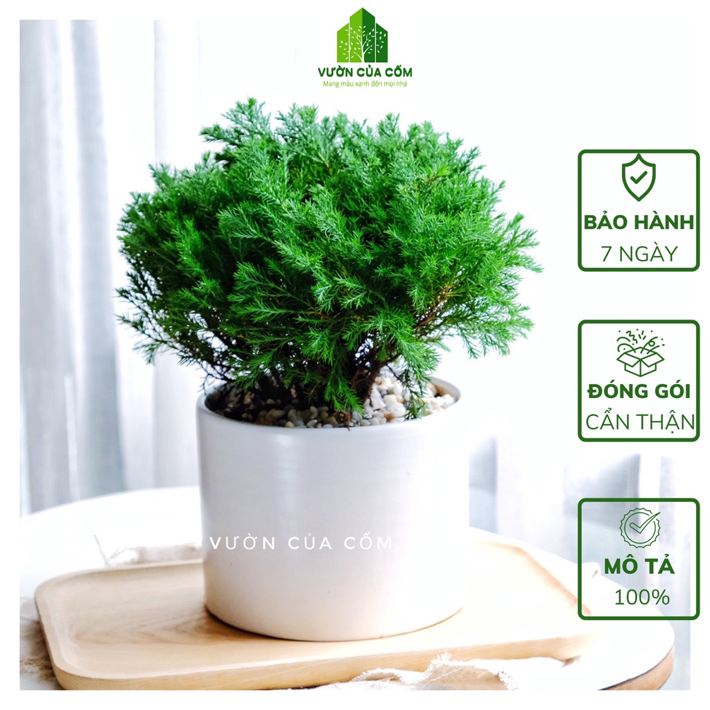 Cây Tùng Bồng Lai kèm chậu sứ trắng có kíck thước cao 30 - 35 cm . Cây mang phong thủy hút tài lộc .