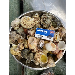 1KG VỎ ỐC MƯỢN HỒN ĐỦ SIZE
