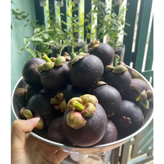 { Sale 59k/ 1kg ) 1kg Măng Cụt miền Tây- Vỏ Mỏng, Ruột ngọt, ngon [ Mangosteen ] | BigBuy360 - bigbuy360.vn
