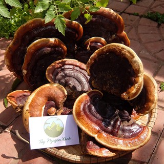 Nấm Linh Chi Rừng (Hồng Chi Việt Nam)