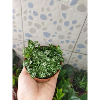 Cây cẩm nhung