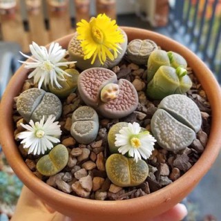13 SEN MÔNG LITHOPS KÈM CHẬU ĐẤT NUNG