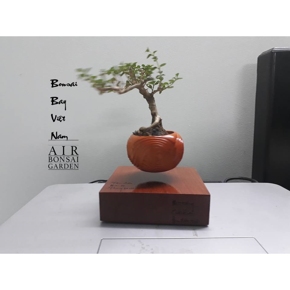 Bonsai bay - air bonsai  Việt Nam thư pháp