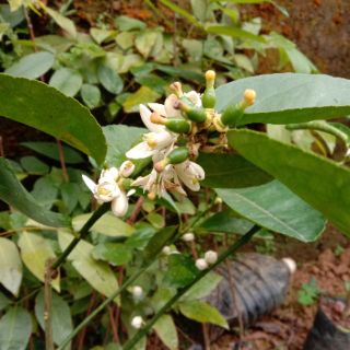 Cây giống  Chanh không hạt