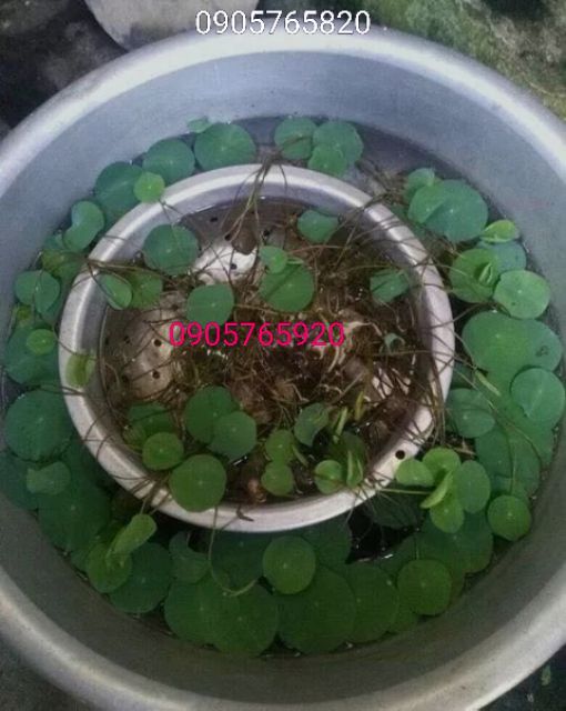 Hạt giống sen hồng  Việt Nam 20 hạt