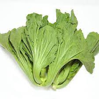 HG Cải bẹ Lùn Chuẩn Hà Lan
