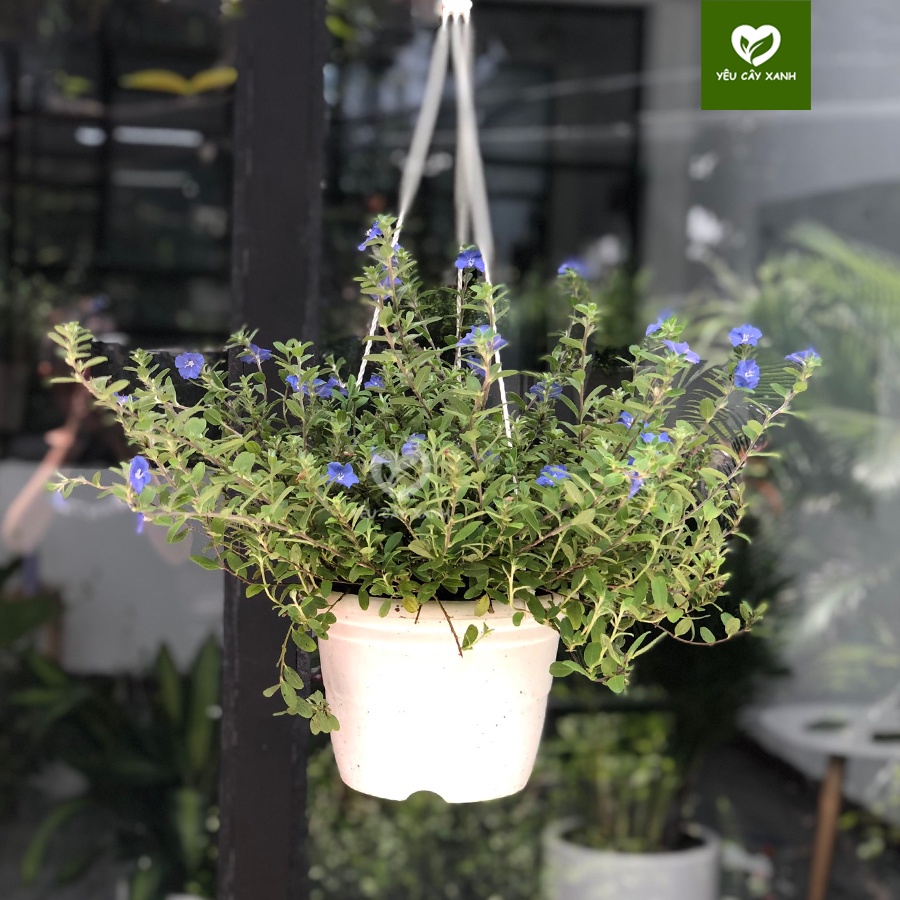 Cây Hoa Thanh Tú treo trang trí ban công sân vườn ( cây chịu nắng tốt )