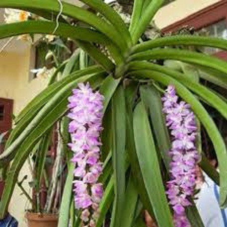 Hoa lan giáng hương sóc lào