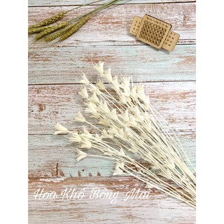 🌸Loại đẹp 🌸 Hoa khô NIGELLA, HOA VỪNG, HOA BÁT GIÁC màu trắng tinh khôi