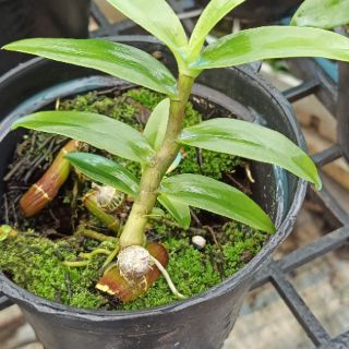 Kei giống Lan Trầm Rồng Đỏ