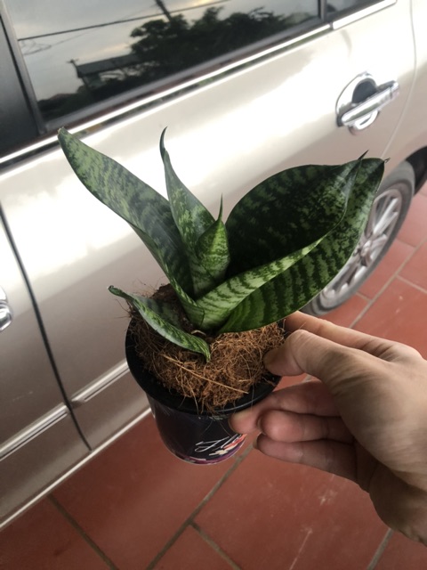 1 Cây lưỡi hổ 1 chậu