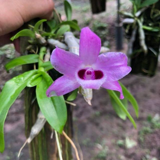 Trầm tím Thái Lan