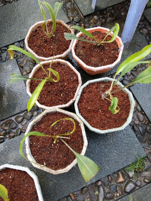 Cây nắp ấm N.Rafflesiana