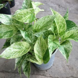 Trầu bà sữa
