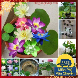 Bộ 10 Hạt Sen Mini Nhật Tự Chọn Màu - Đã Cắt Sẵn Đầu Hạt