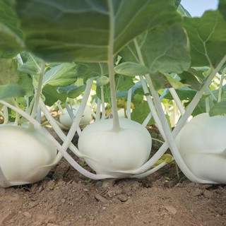 Hạt giống su hào trắng mỹ chịu nhiệt - tỷ lệ nảy mầm 90% nhập khẩu 100%