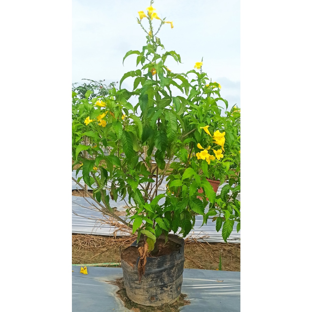 Cây Chuông Vàng như Hình