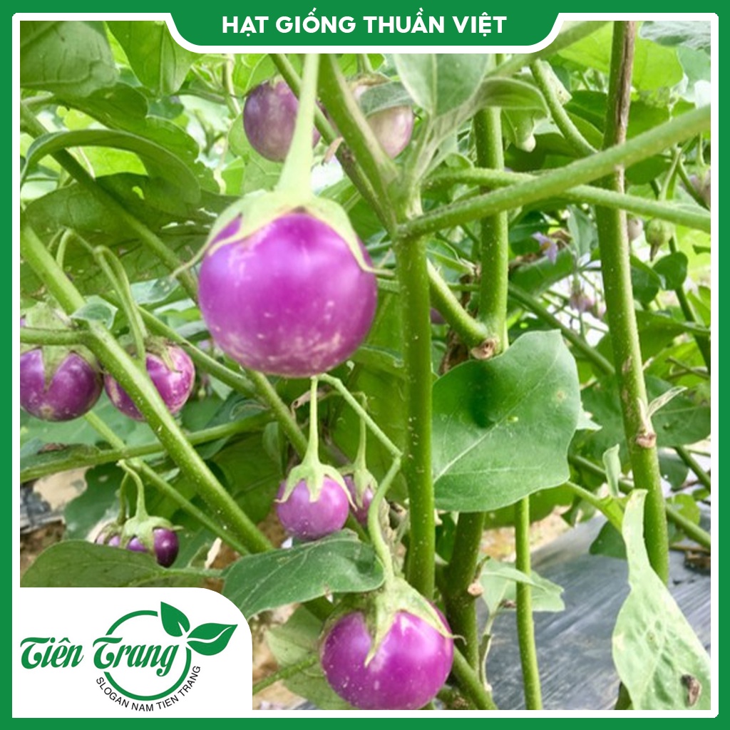Hạt giống Cà Pháo Tím - Cà Pháo Trắng TN - 49