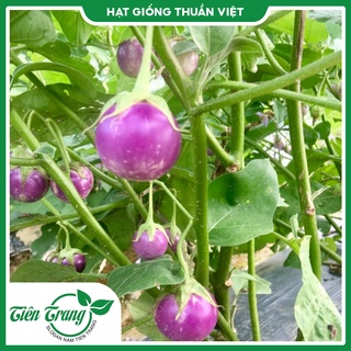 Hạt giống cà pháo tím - cà pháo trắng tn - 49