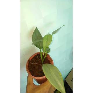 Trầu bà kiếm bạc