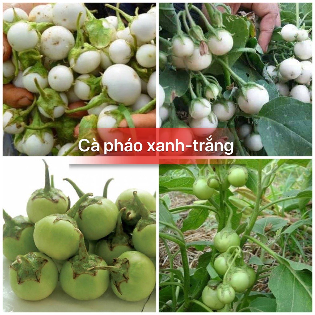 Hạt giống cá pháo xanh/cà pháo tím cao sản F1