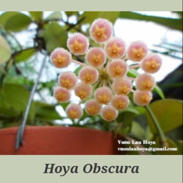 Cây giống hoya Obscura ( cẩm cù obscura)