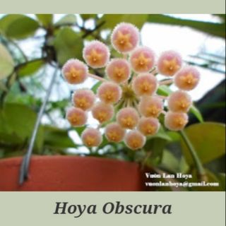 Cây giống hoya Obscura