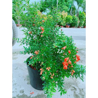 Cây Lựu Cho Sai Trái