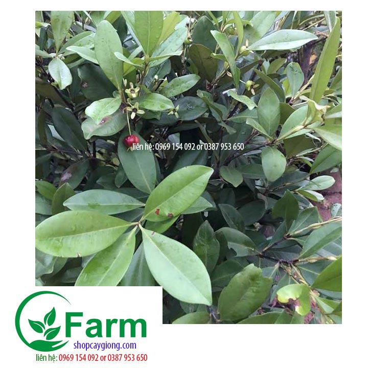 cây cherry brazil chịu nhiệt