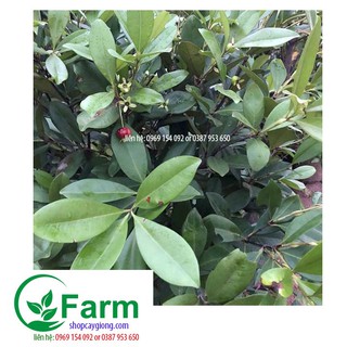 cây cherry brazil chịu nhiệt