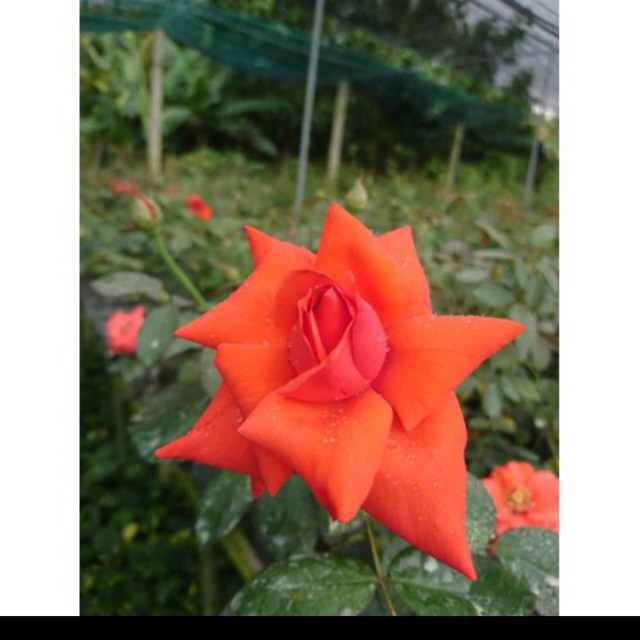 Cây hoa hồng cam cổ tàu