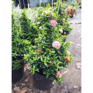 Cây Trang hồng phấn.... siêu hoa