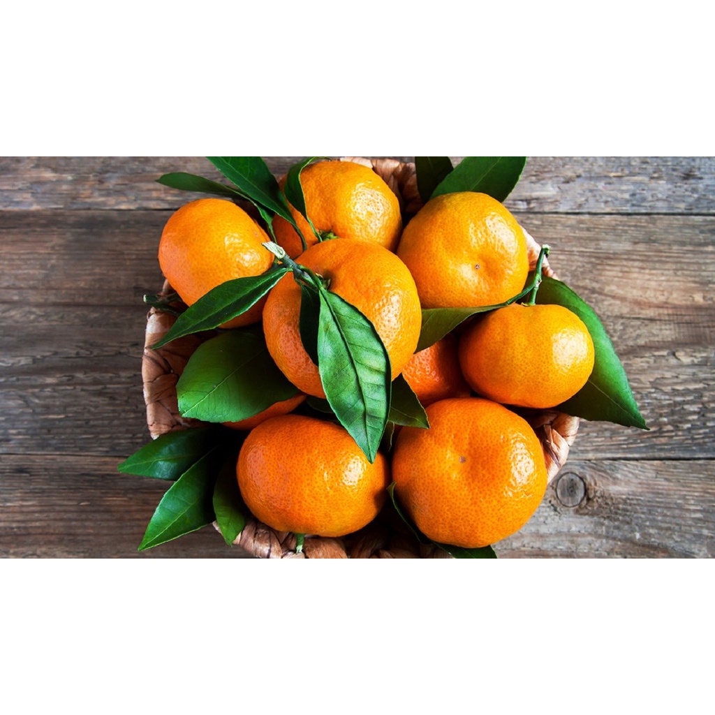 CÂY GIỐNG QUÝT ĐƯỜNG THÁI LAN KHÔNG HẠT.