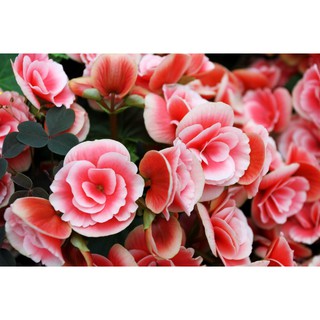 hạt giống hoa Thu hải đường f1