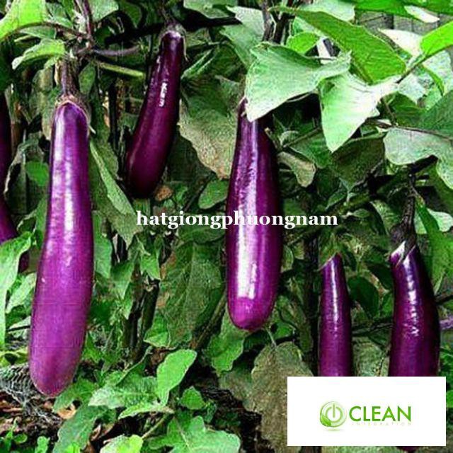 Hạt giống Cà Tím Dài F1 1gram