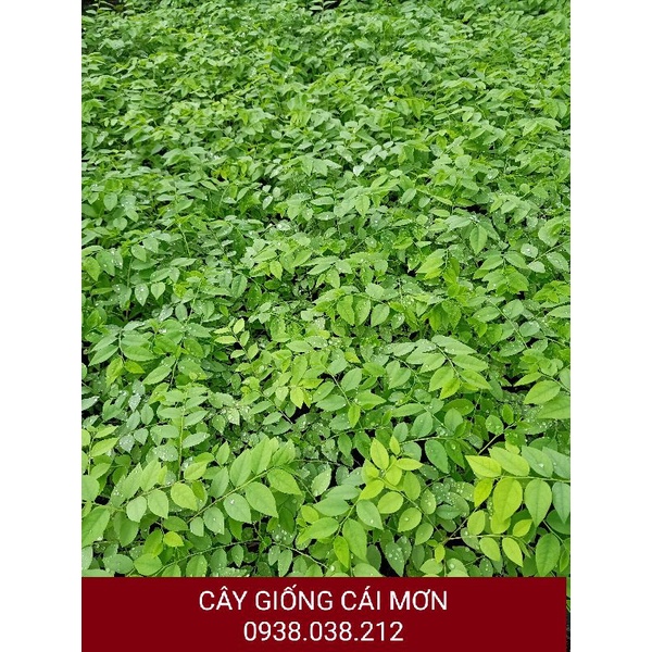 CÂY CHÙM RUỘT