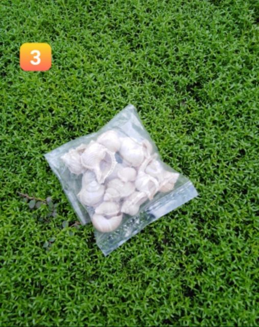 [Hàng Có Sẵn] Vỏ Ốc BIỂN TRANG TRÍ | BigBuy360 - bigbuy360.vn