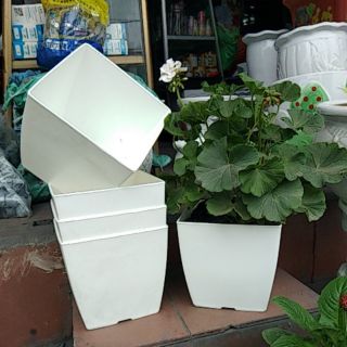 Chậu vuông trắng đk miệng:20cm,cao:19cm