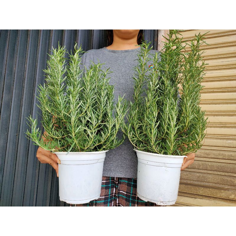 [ CHỈ GIAO TPHCM ] CÂY GIA VỊ HƯƠNG THẢO (ROSEMARY) BỤI LỚN